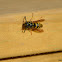 Norwegian Wasp