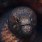 Yellow Margined Moray Eel