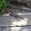 Texas Spiny Lizard