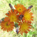 Orange Hawkweed