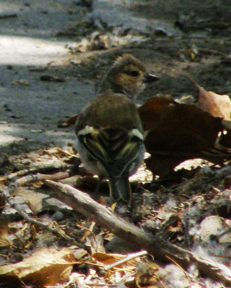 Spotting Image 1