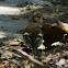 Hembra de pinzón (female chaffinch)