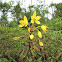 Golden Spathoglottis Orchid