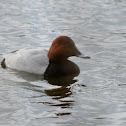 Common Pochard