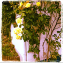 Gelbe Rosen