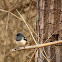 Oriental Magpie Robin (female)