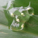 Frog`s eggs