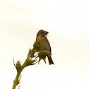Dickcissel