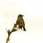 Dickcissel