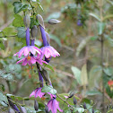 Rhodochiton