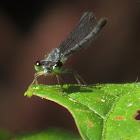 Damselfly