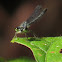 Damselfly