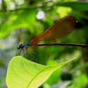 Damselfly