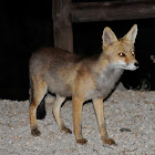 Fox