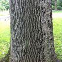 White oak