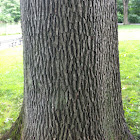 White oak