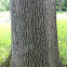 White oak