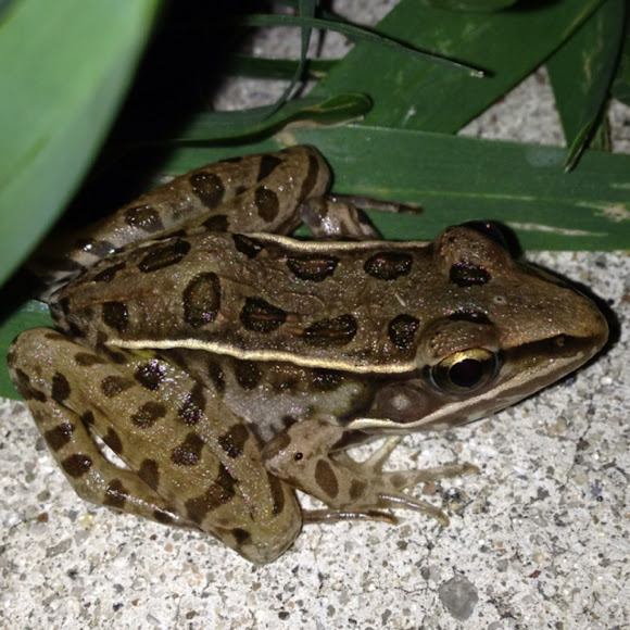 Spotting Image 1