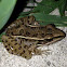 Leopard Frog