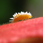 Unidentified insect
