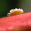 Unidentified insect