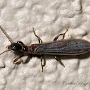 Black Webspinner