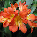 Lily