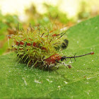 Gray Cracker Caterpillar