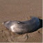 California Sea Lion