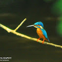 Common Kingfisher