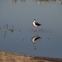 Black-necked Stilt