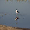Black-necked Stilt