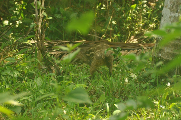Sri Lankan Spotted Chevrotain Project Noah