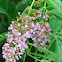 Butterfly Bush