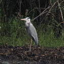 Grey Heron