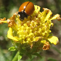 California Ladybug