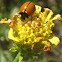 California Ladybug