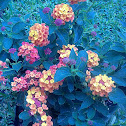 Lantana