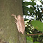 File-eared Tree Frog