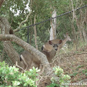 Black Tailed Deer