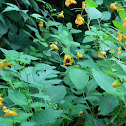 Jewel Weed, Touch-me-not