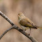 Mosquitero papialbo (Western Bonelli's Warbler)