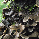 Fungi