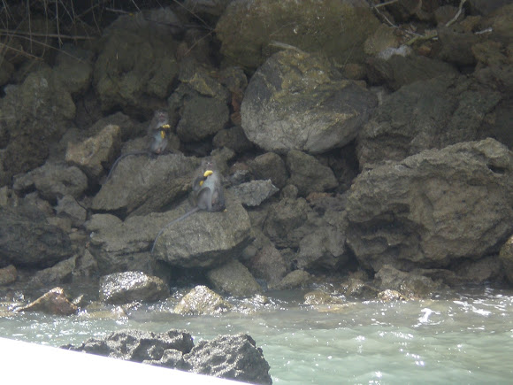 Spotting Image 1