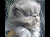 Gatitos Persasgatasgatosgatitas