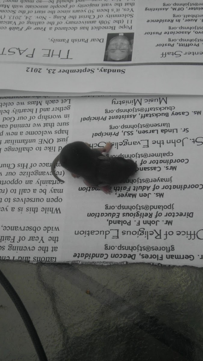 Mouse