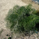 Foeniculum vulgare