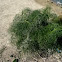Foeniculum vulgare