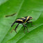 weevil