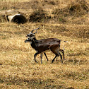 White-eared Kob
